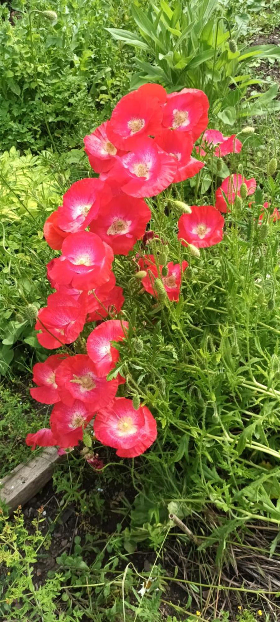 Au Jardin De La Maison Des Soeurs Mutzig Buitenkant foto