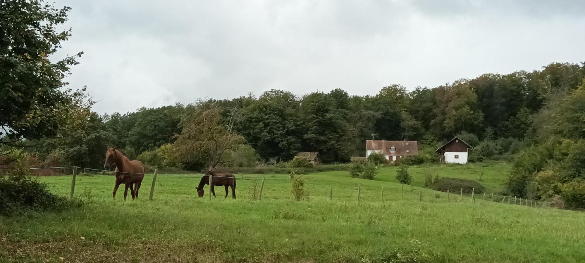 Au Jardin De La Maison Des Soeurs Mutzig Buitenkant foto