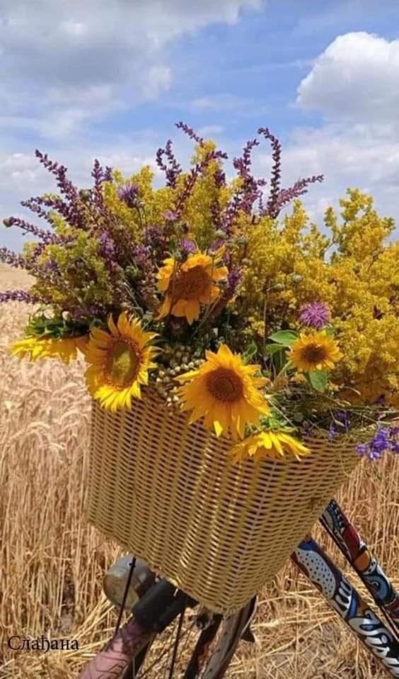 Au Jardin De La Maison Des Soeurs Mutzig Buitenkant foto